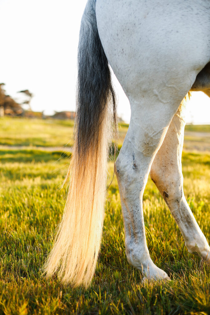 White horse tail 